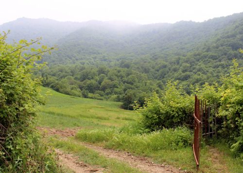جنگل-بردنا
